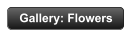 Gallery: Flowers