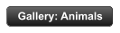 Gallery: Animals