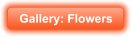 Gallery: Flowers