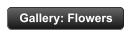Gallery: Flowers