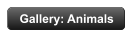 Gallery: Animals